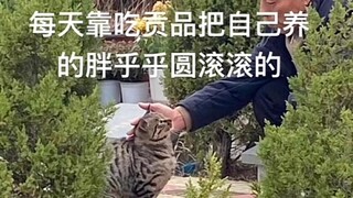小猫是墓园逝去老人们的团宠。小猫，我允许你吃我的贡品，但不能偷偷拉屎！！