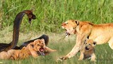 Dangerous! Cobra Kills Lion With Powerful Venom Bite After Being Provoked By Lion Cubs - Lion, Snake