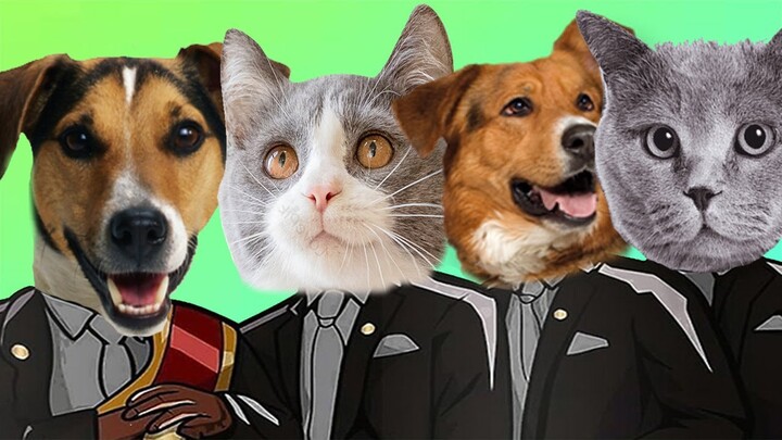 Funny Moment Dog And Cat So Cute - Coffin Dance Meme ( Cover )