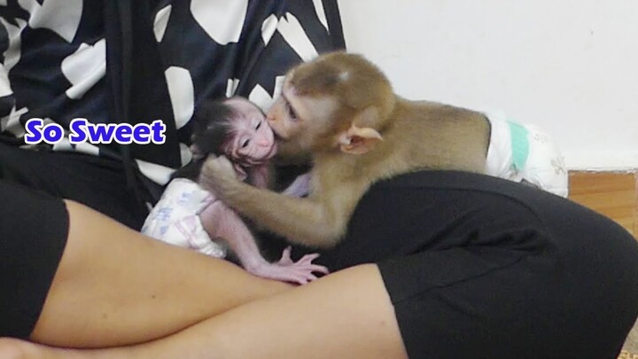 Wow Little Monkey Maku Give Kissing and Play Happily With Adorable Baby Jessie In Room