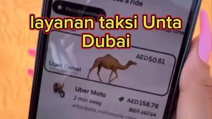 tak cuma mobil unta pun dijadikan Taksi di dubai