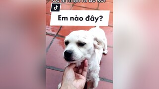 Chết cười. Haha. cunyeucuadua yeucho yeuchomeo cún cúncon chó chómèo chócon chókhôn yeuchomeo chócute pet dog dogsoftiktok doggo