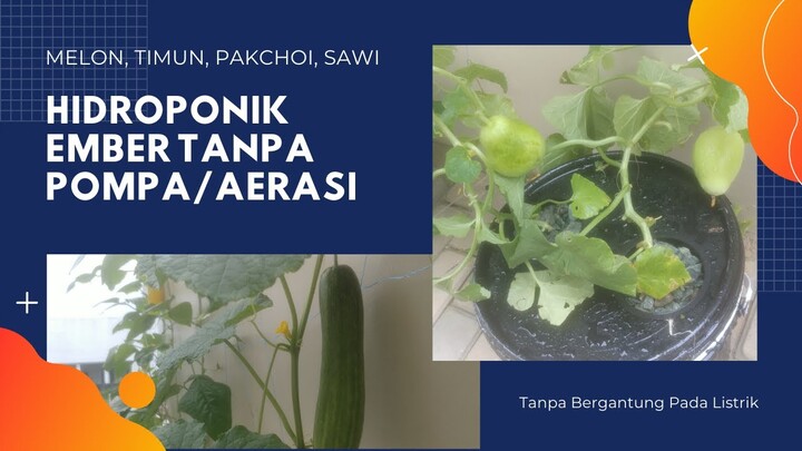 #HIDROPONIK #KRATKY | Pertama Nanam Hidroponik Melon, Timun, Pakchoi, Sawi, Pare, Kacang Tanpa Pompa
