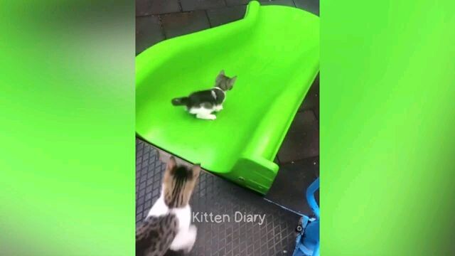funny pets