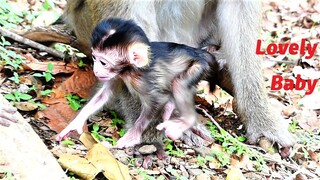 Poor Mother Monkey and Cutest Newborn Baby Walking on The Sloped Place