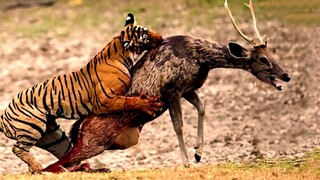 Sambar Deer Screams In Pain As A Result Of The Tiger's Attack.