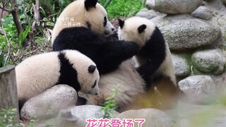 【大熊猫和花】干妈，窝只是路过喝水，求放过
