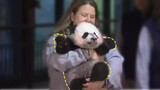 【Panda】Panda kecil Bei Bei bermain ke luar negeri, lucu sekali~