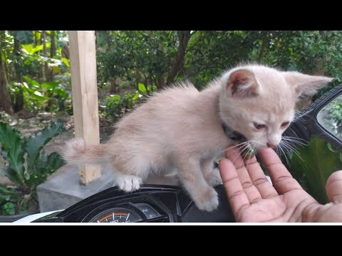 suara anak kucing imut dan manja