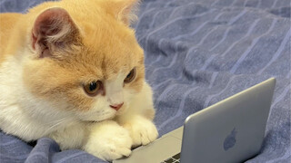 玩电脑的时候，猫咪喜欢打扰怎么办？