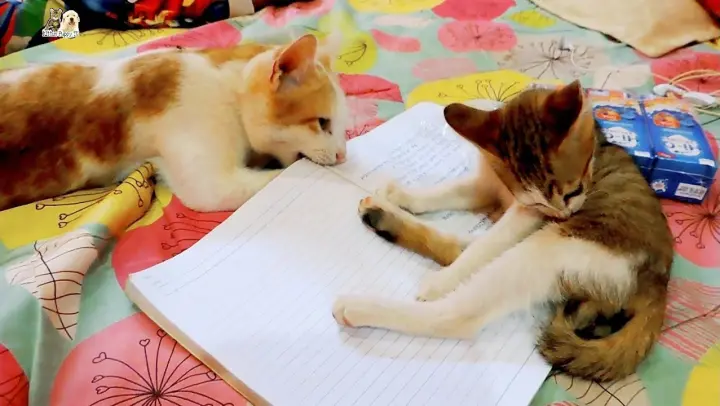 Kitten and cat Toshu plays on the book by annoying kids learning