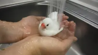 【Pet】White Java Sparrow Taking a Bath on Hands