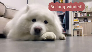 Samoyed: Cậu ấy thật là rườm rà!