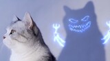 A cat starring in MV of "Bad Guy" 