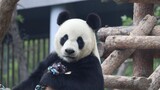[Animals]The youngest son in Panda's family|<Listen>