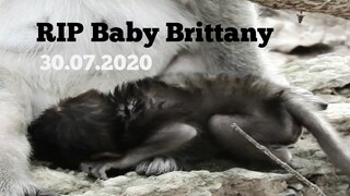 RIP BABY MONKEY, VERY SHOCKING HEART POOREST BABY MONKEY PASSED AWAY,SITUATION OF BABY ON 29 07.2020