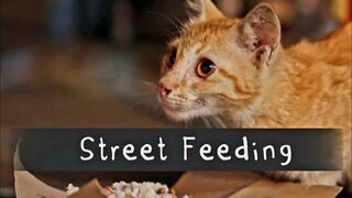 Edukasi | Hipotesa Cat Street Feeding