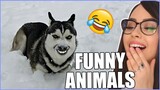 Funniest Animals - Best Of The 2022 Funny Animal Videos 😁 REACTION !!!