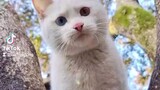White Cat Pusa