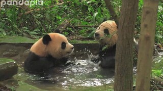 Panda-panda bermain air dengan cakarnya!