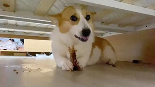 Corgi: Biar Kutunjukkan Cara Panda Makan Bambu!