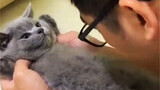 [Hewan] Momen kucing yang lucu dan imut