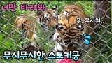 "Kelakuan terkanek"Kisah Famous Tiger Family in Korea Cat Tiger(ver Gonparazzi)🐯part 1