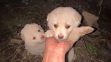 Abandoned puppies, they were already starving when rescued