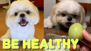 My Shih Tzu Dog Wants To Eat Healthy! ( Cute & Funny Dog Video)