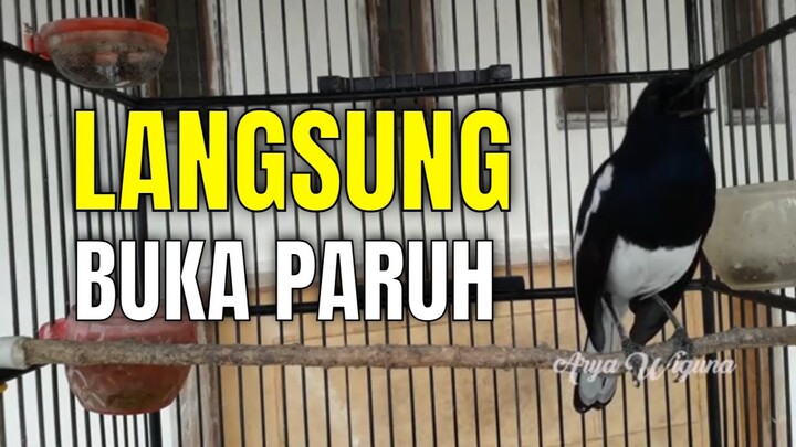 Cara CEPAT Bikin KACER Lelet jadi Gacor Ngisi, MASTERAN Kacer Bongkar ISIAN
