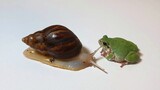 [Animals]When a rhacophorus meet a snail...