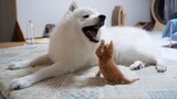 When a Big Dog Was Bit by a Baby Kitten…