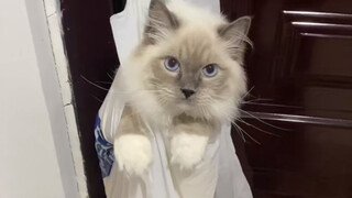 The Fate Of Seducing A Cat