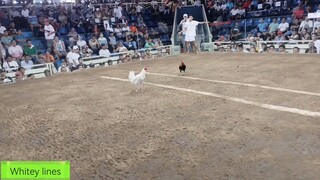 First fight 2hits whitey lines