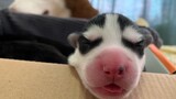 The Whole Process of the Birth of Husky Puppies