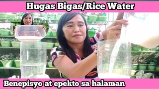 HUGAS BIGAS EFFECTIVE FERTILIZER SA MGA HALAMAN + PAANO GAWIN + WASTONG PAGGAMIT NITO