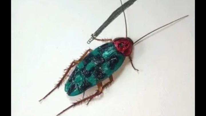 Kumbang arang