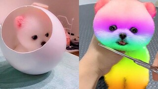 OMG So Cute Pomeranian Best Funny Pomeranian Videos CuteVN