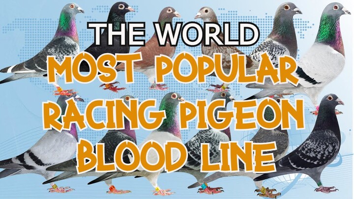 Most Popular Racing Pigeon Blood Line | Racing Pigeon Strain
