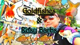 Buying New Goldfishes w/ Rosy Barbs