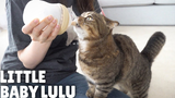 [Hewan]Lulu si Kucing Selamanya Adalah Bayi