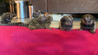 Marmoset จิ๋วสุดน่ารัก - Marmoset ธรรมดา