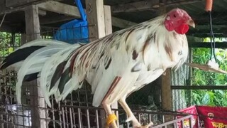 manok ni selrehc