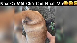 Một chú chó nhát ma😆