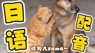 【日语配音】会说话的猫猫，但是日语版