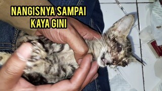 Begini Cara Kucing Buta Menangis Saat Menahan Sakit Karena Chlamydia..!