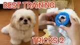 Best of Borgy's Training Tricks ( Borgy the Shih Tzu Compilation )Vol.2