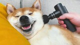 Massaging Dogs with A Fascia Gun