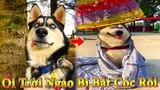 Dương KC | Ngáo Và Ngơ #8 | chó thông minh vui nhộn | funny cute smart dog pets | Thú Cưng TV
