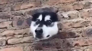 Funny animal video compilation